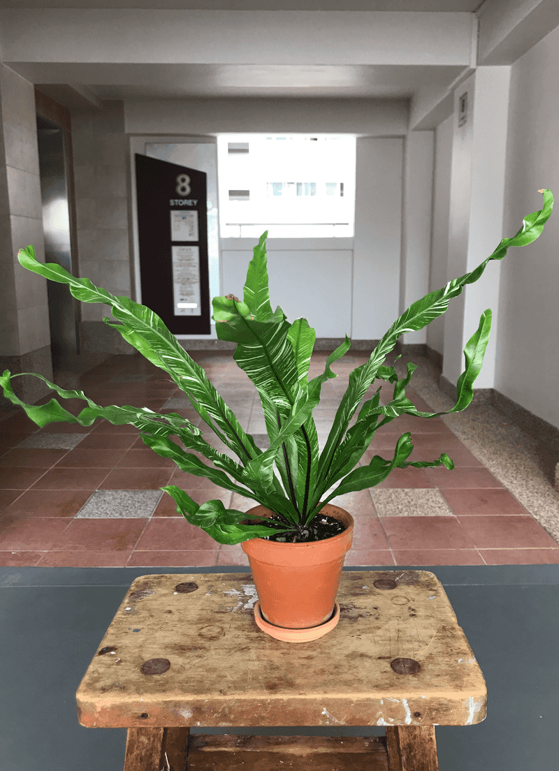 Bird’s Nest Fern – Delicate but Low-Maintenance