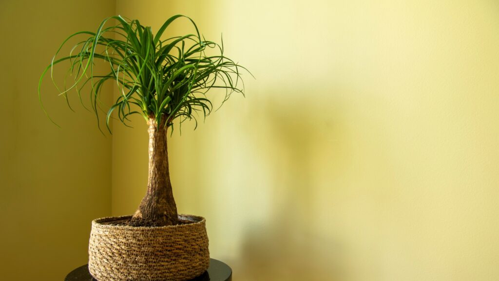 ponytail palm