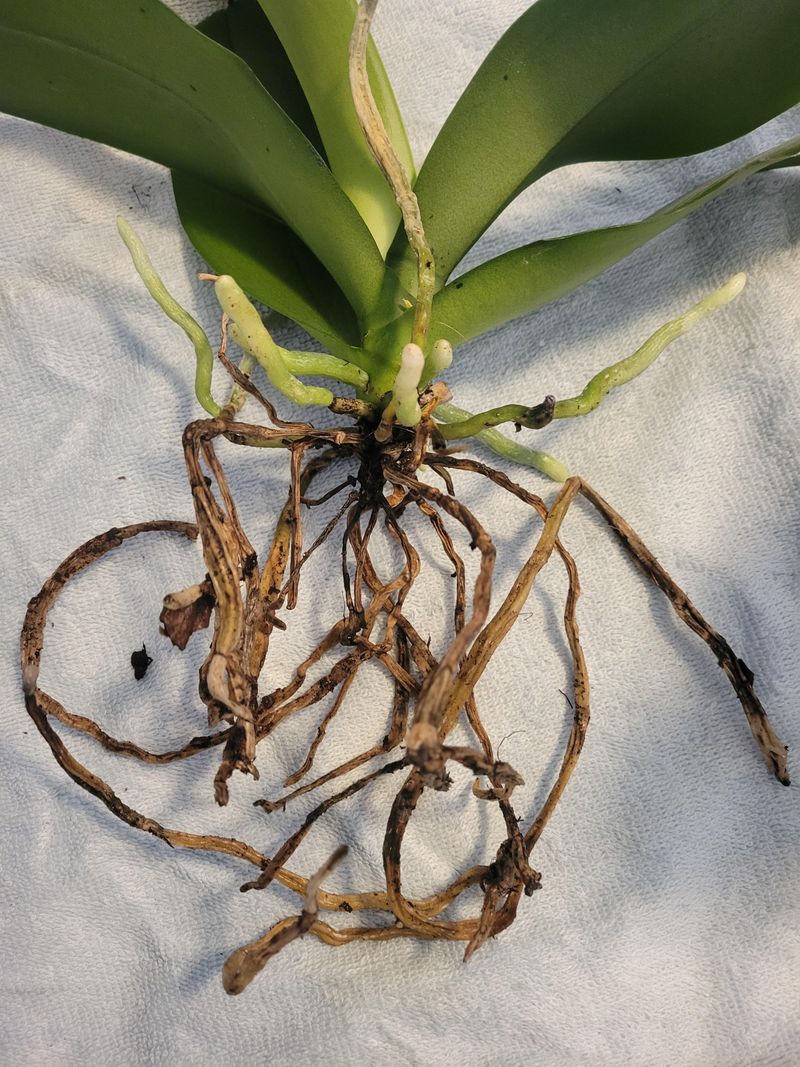 Root Rot