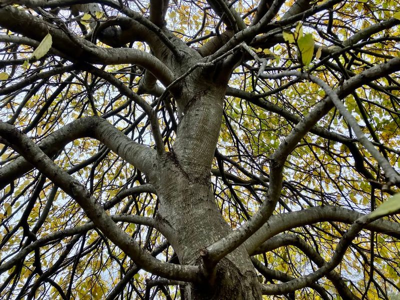 Hornbeam Tree