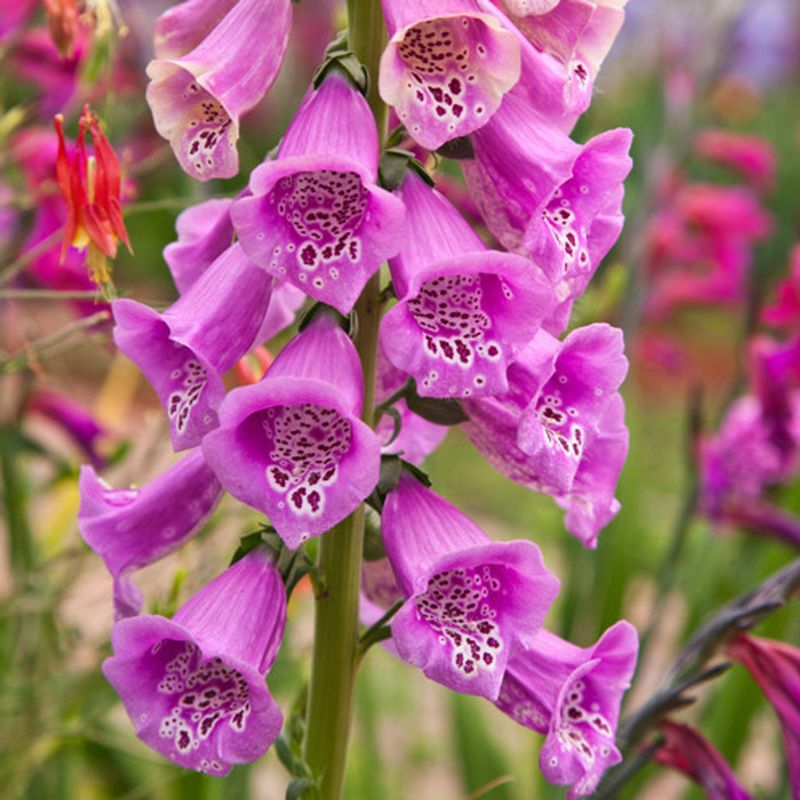 Foxglove