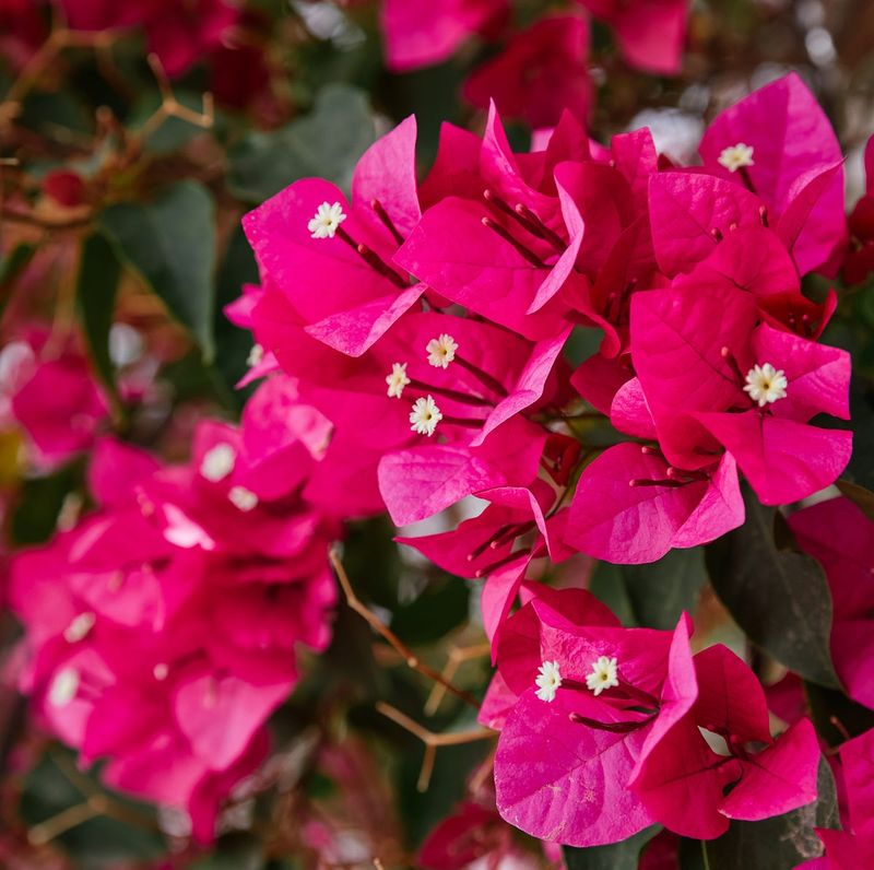 Bougainvillea