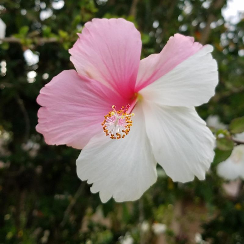 Hibiscus