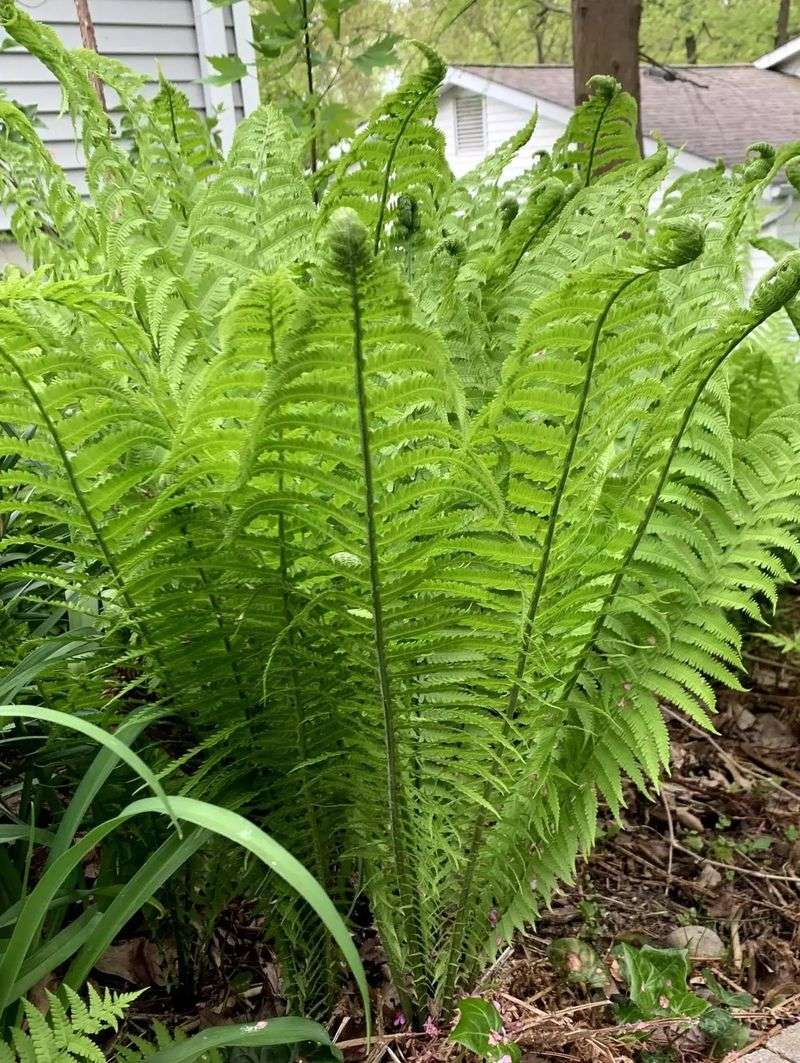 Ferns