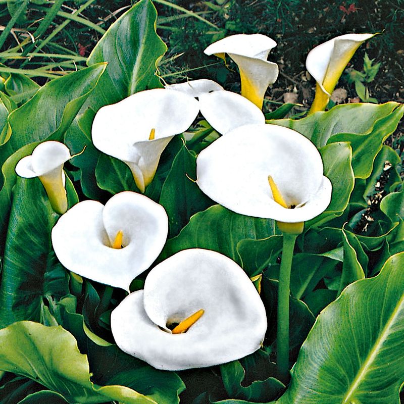 Calla Lily