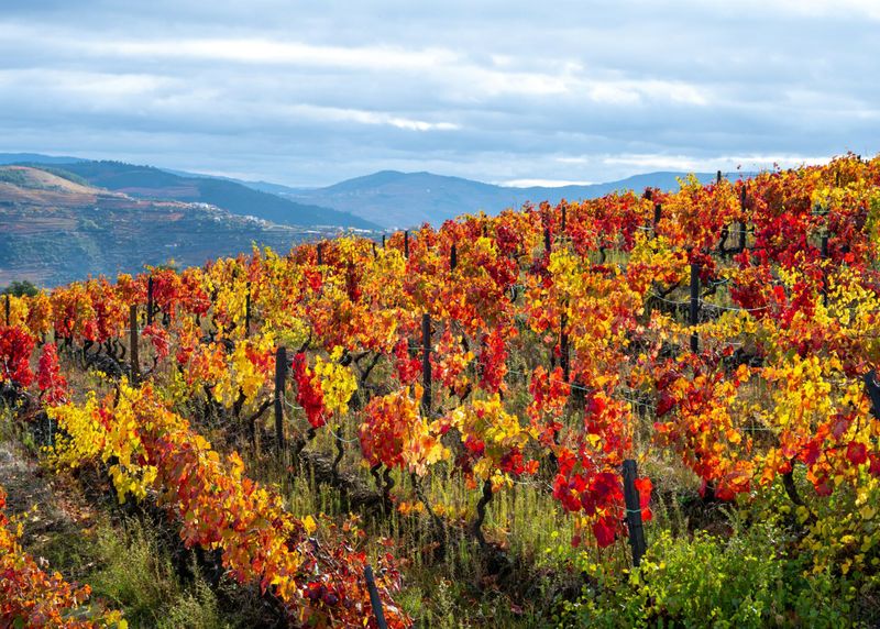 Portugal For Iconic Cork Oak Forests