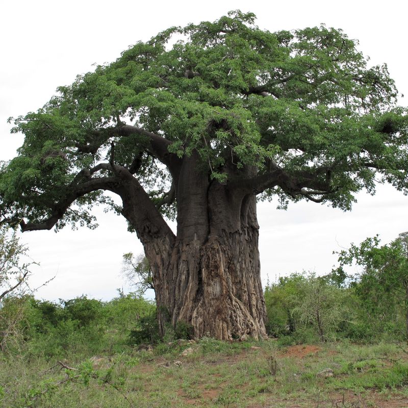 South Africa For Kruger’s Baobabs