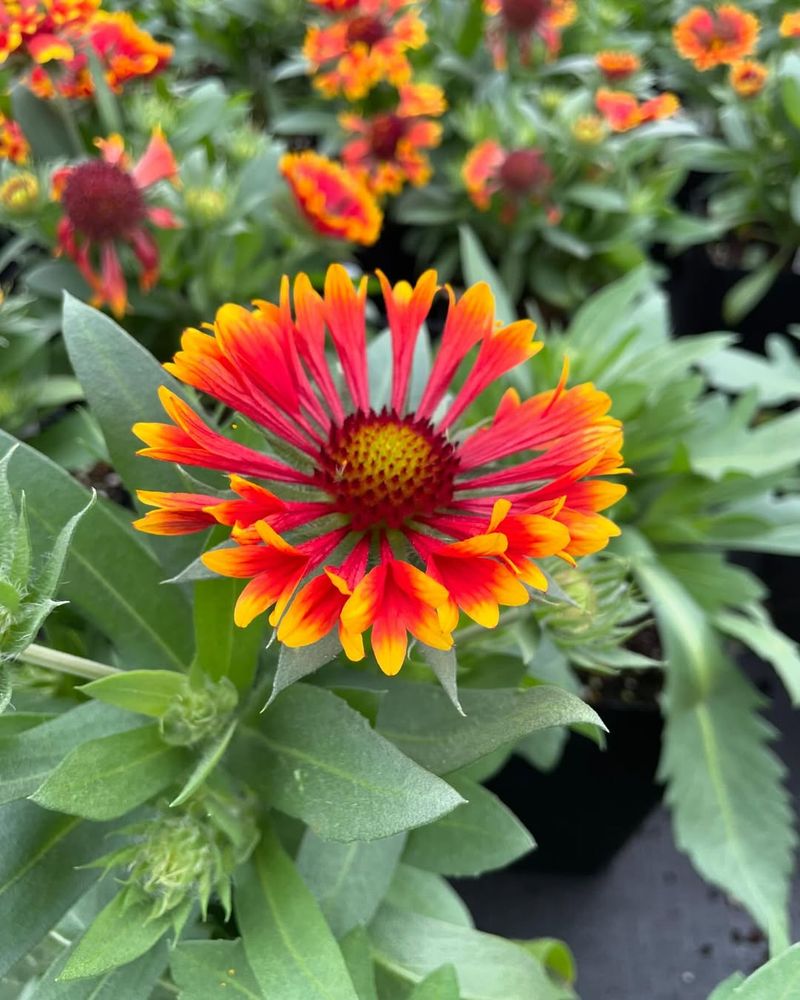 Gaillardia