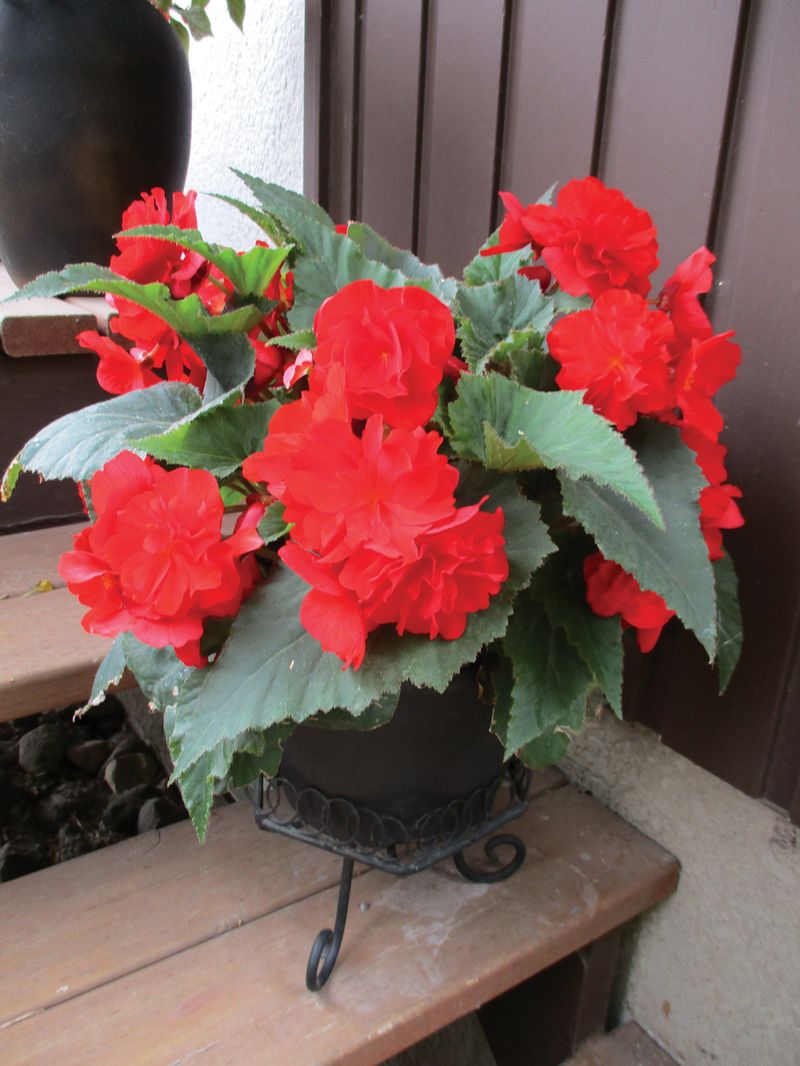 Tuberous Begonia