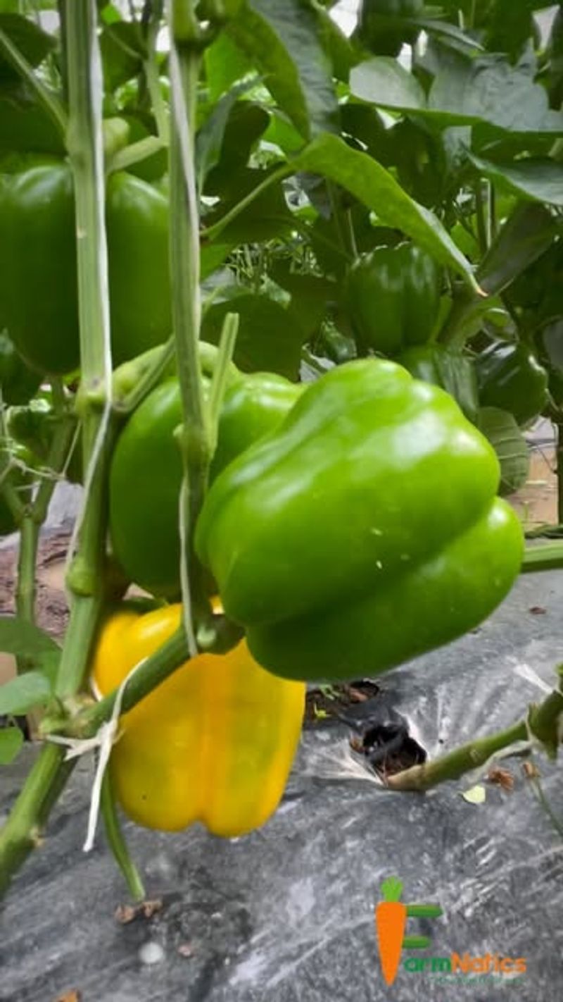 Bell Peppers