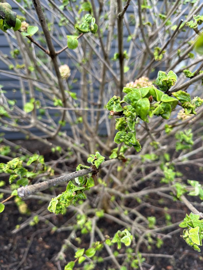 Brittle Branches