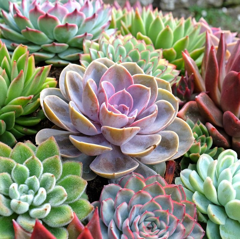 Succulents