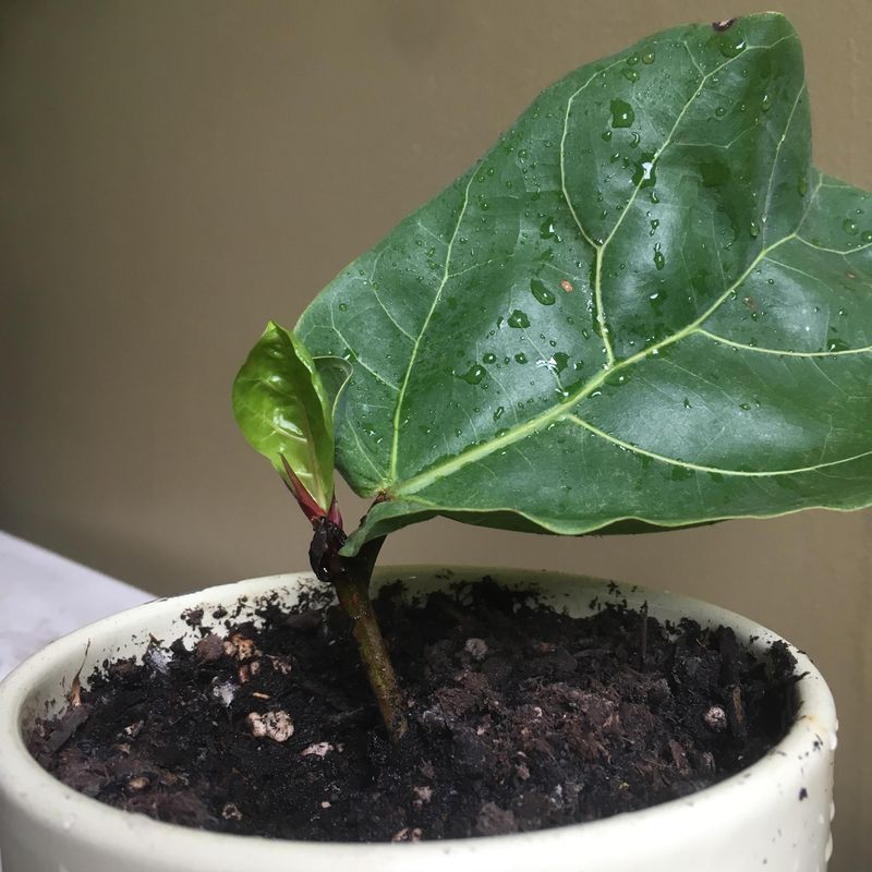 Fiddle Leaf Fig