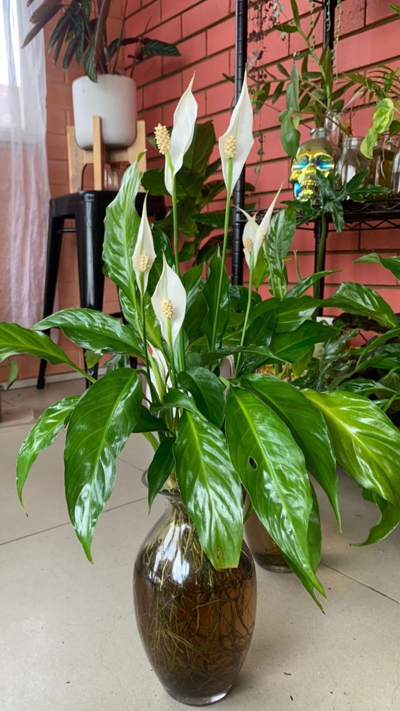 Peace Lily (Spathiphyllum)