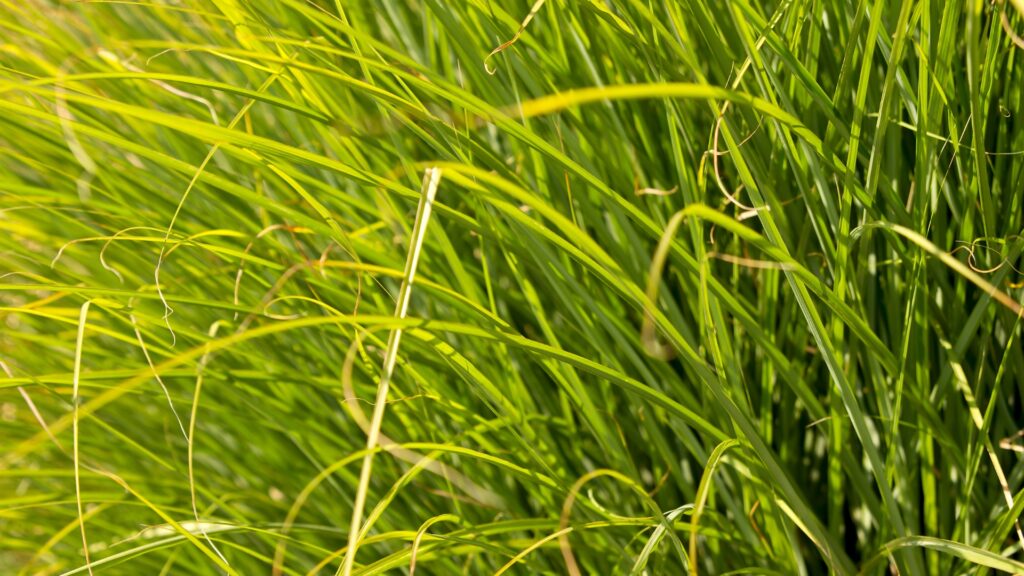 prairie dropseed