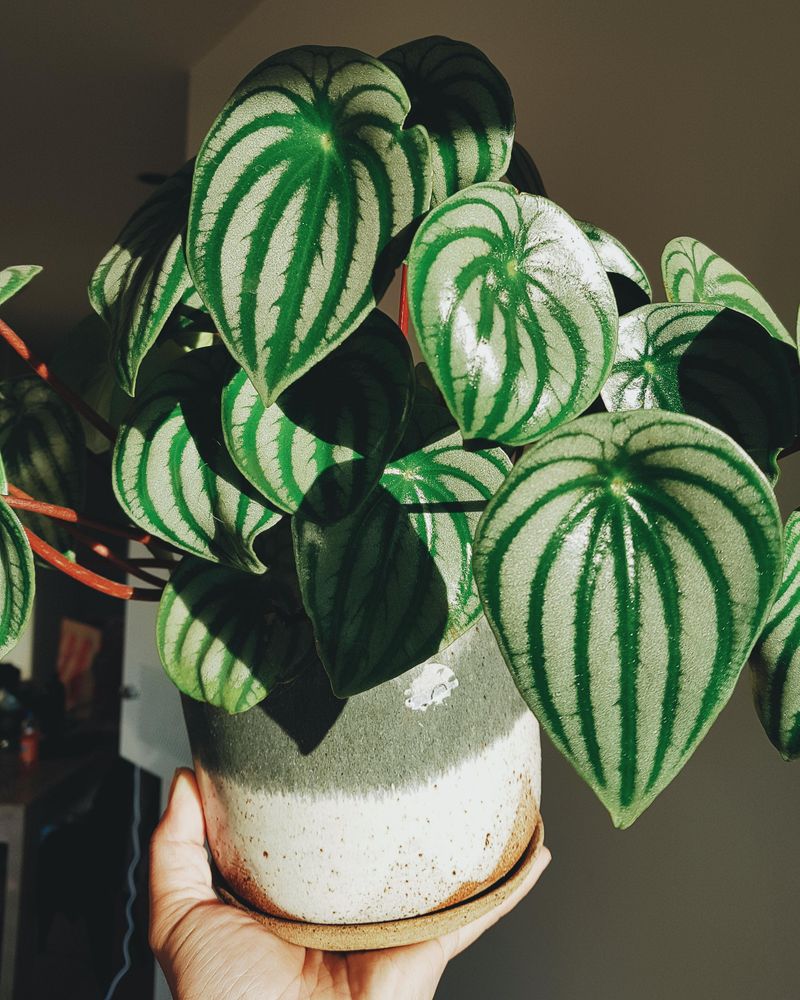 Watermelon Peperomia (Peperomia argyreia)