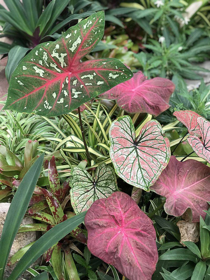 Arrowhead Plant