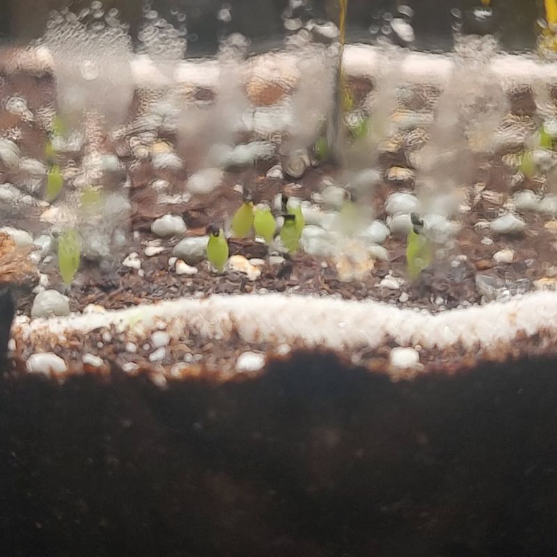 Planting Seeds In A Humidity Dome