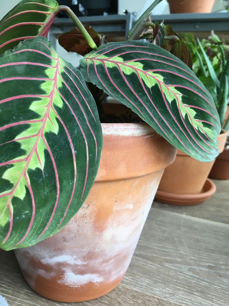 Remove Salt Buildup from Plant Pots