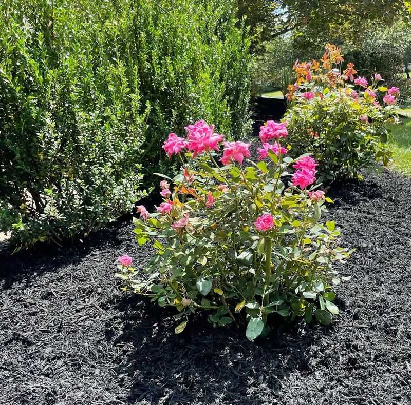 Mulch for Moisture Retention