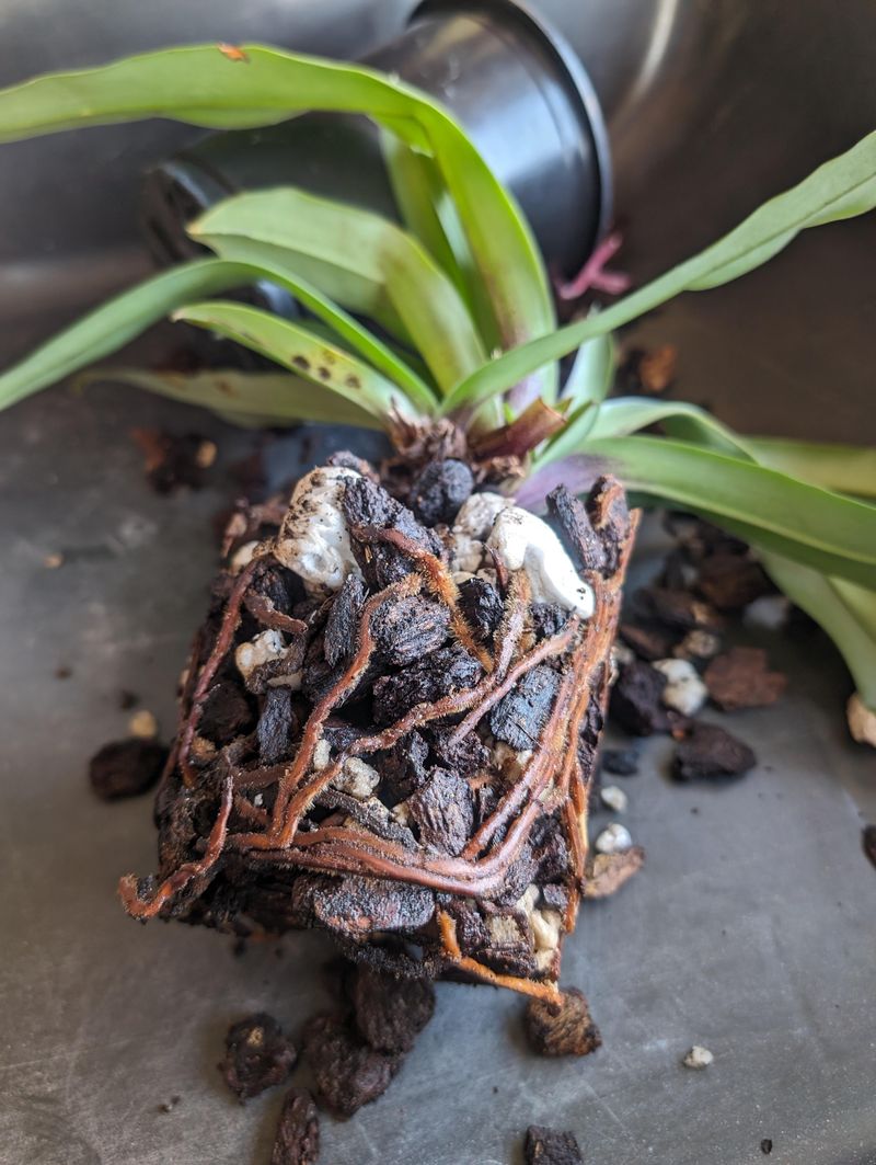 Repotting Without Damaging Roots