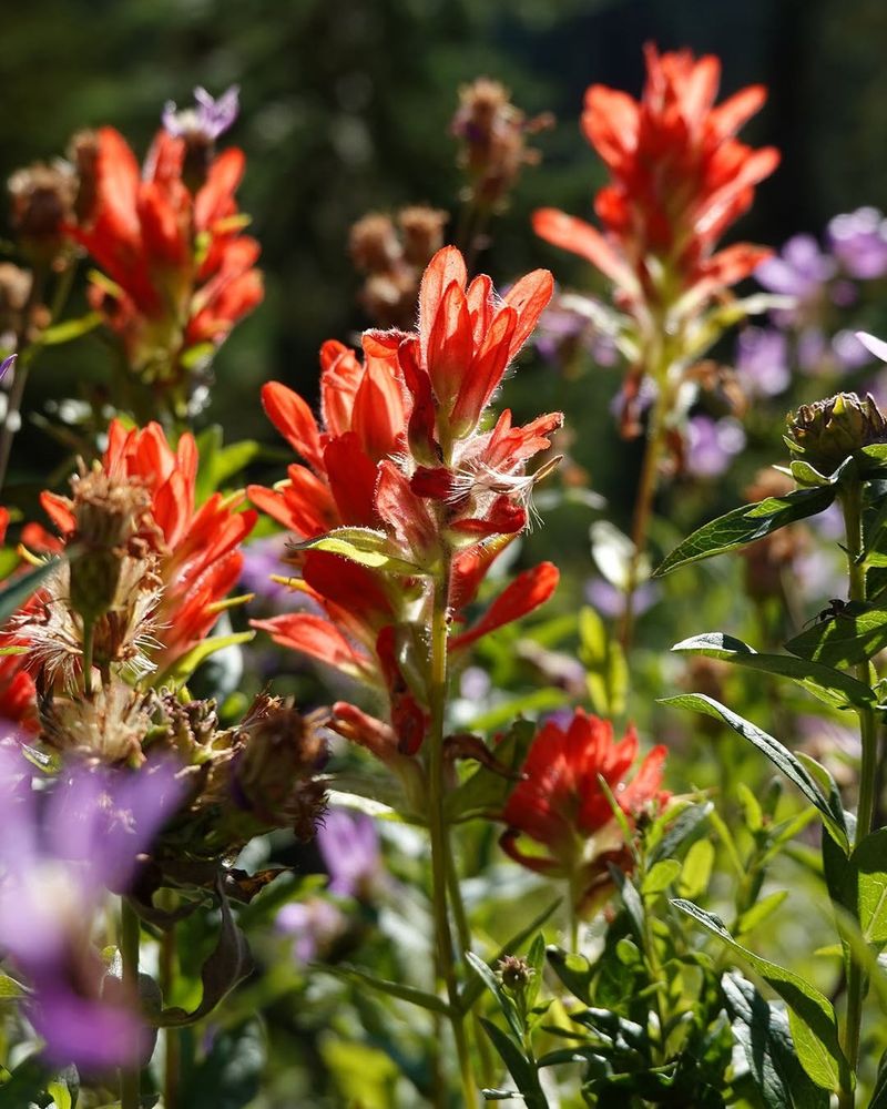 Scarlet Indian Paintbrush