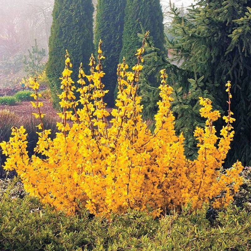 Forsythia