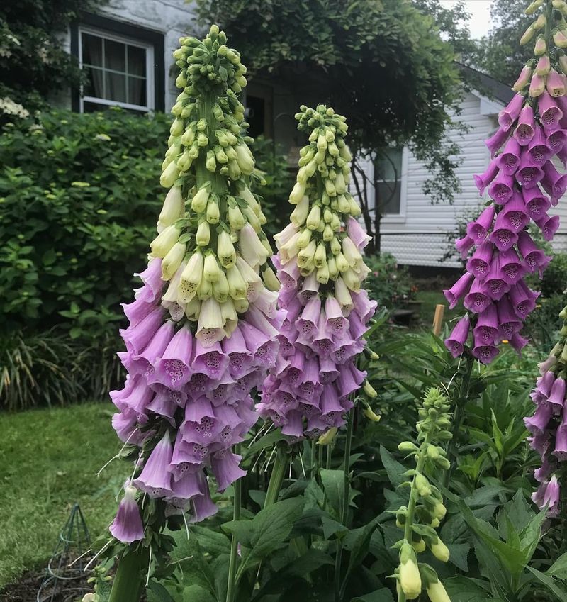 Foxglove