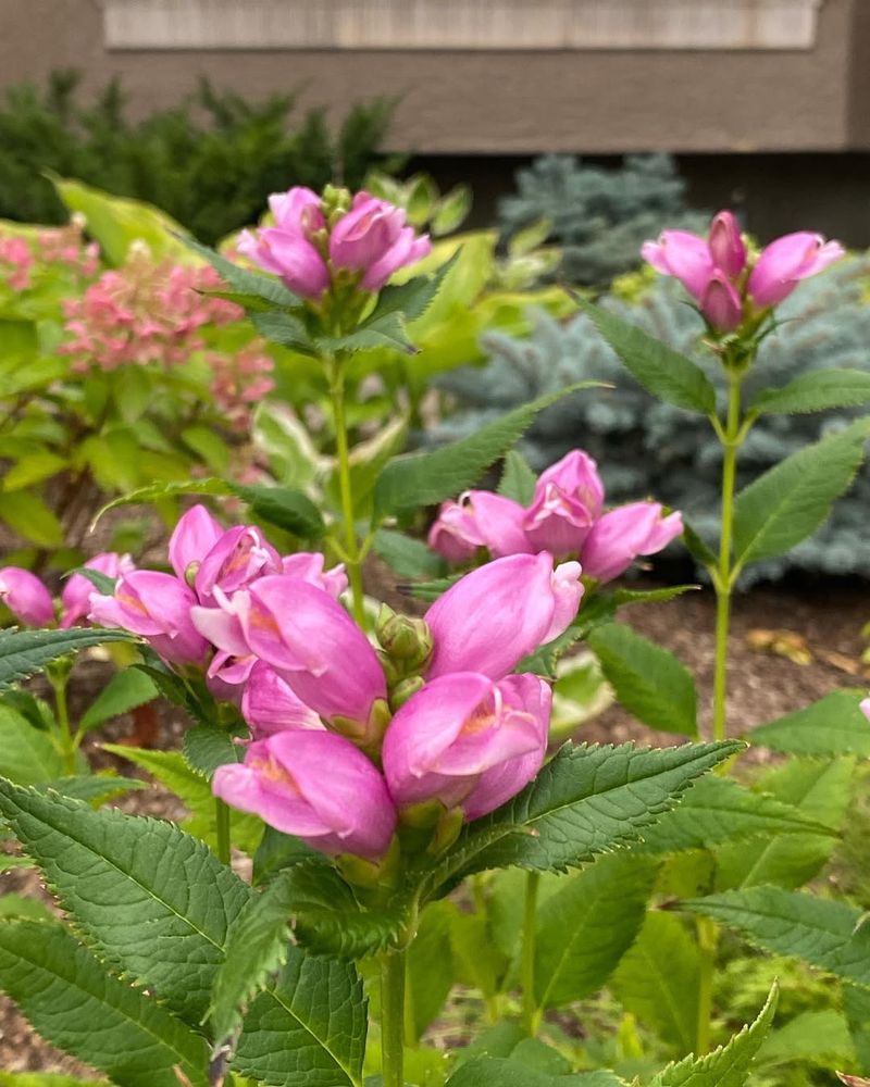 Pink Turtlehead