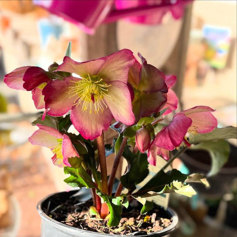 Hellebore