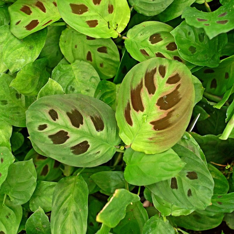 Maranta