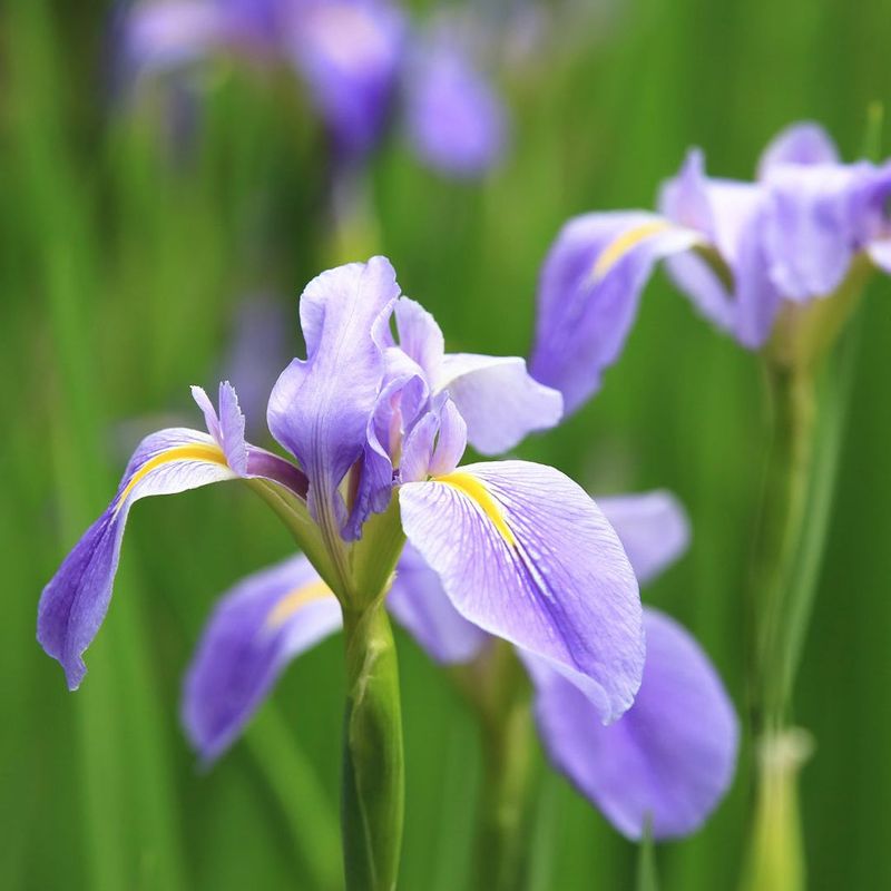 Iris