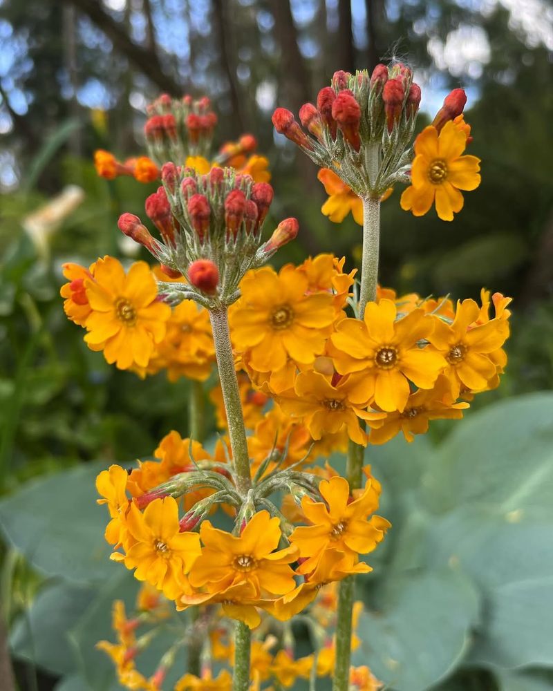 Primula Candelabra