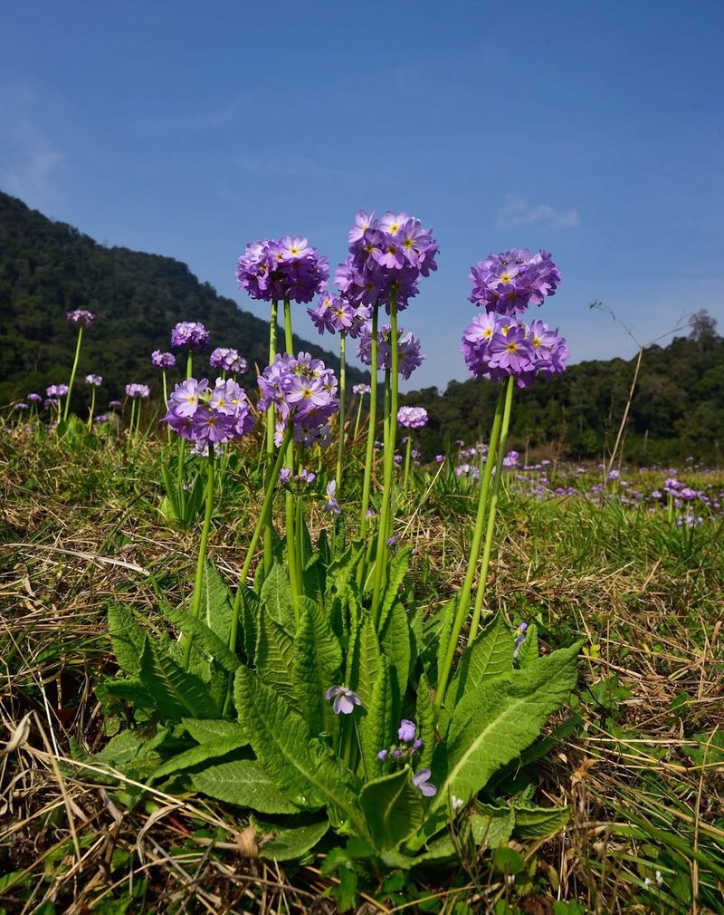 Primula Denticulata