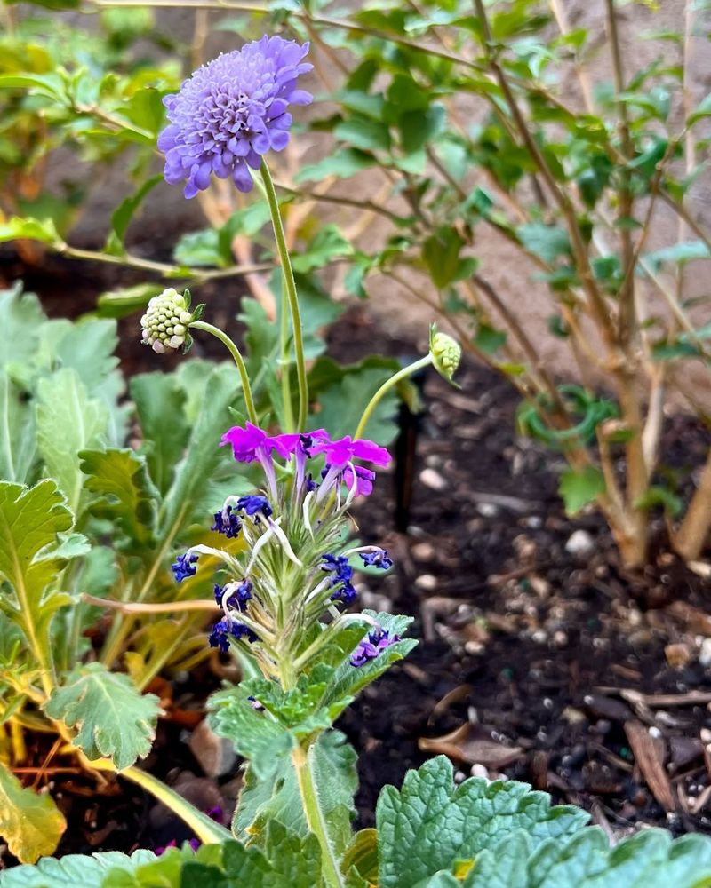 Primula Capitata