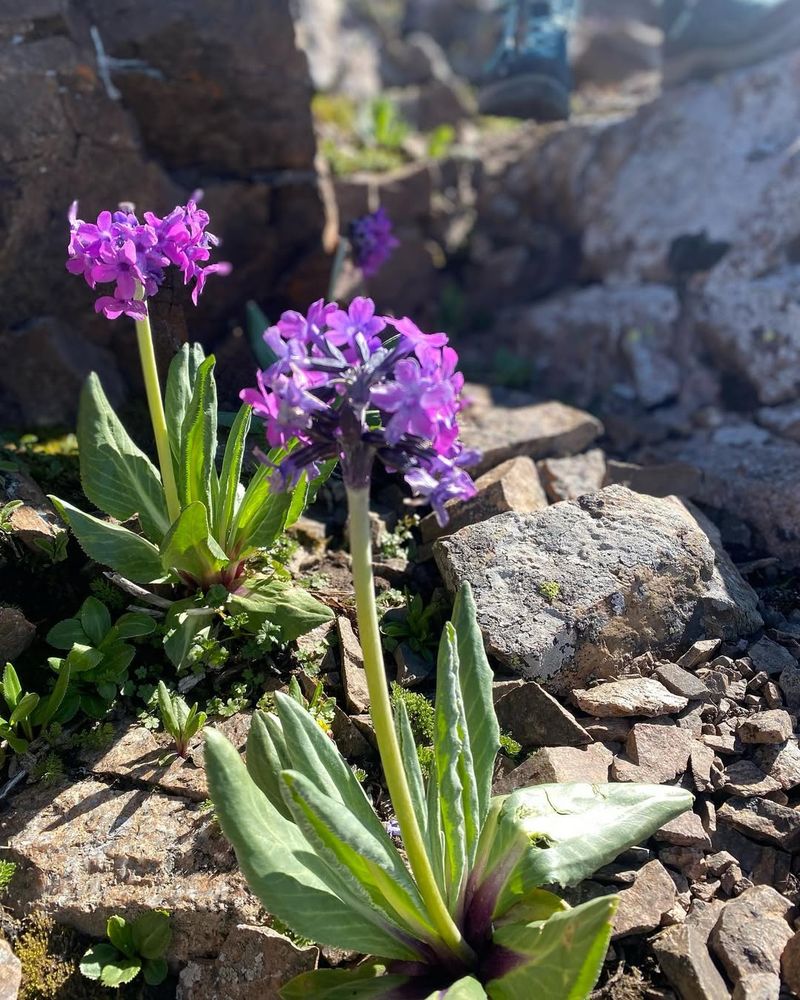 Primula Chionantha