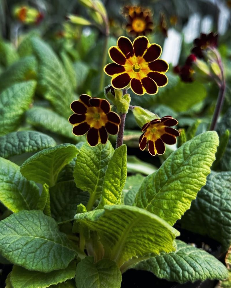 Primula Elatior