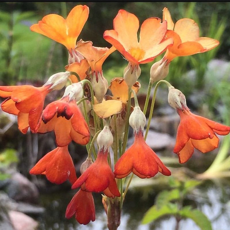 Primula Florindae