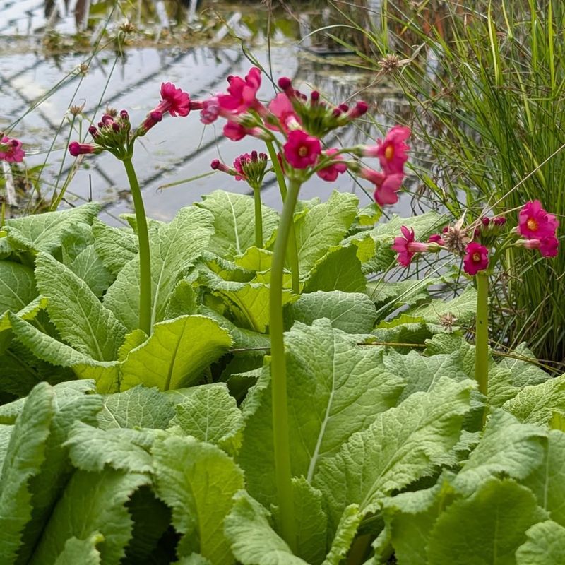 Primula Japonica