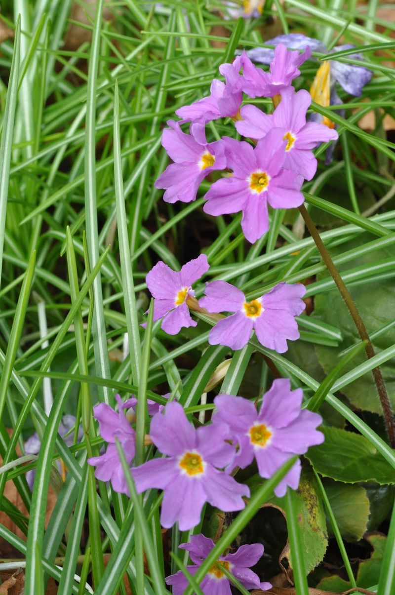 Primula Kewensis