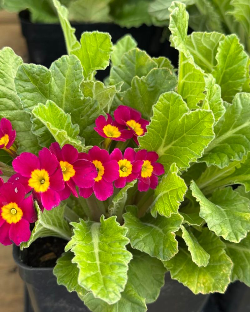 Primula Polyantha