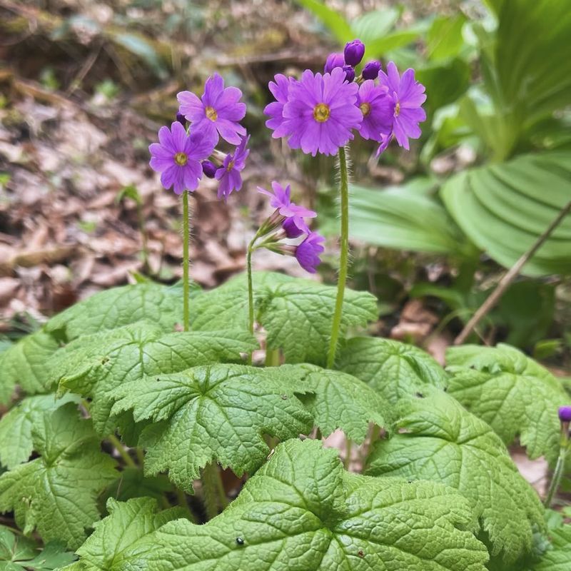 Primula Pubescens