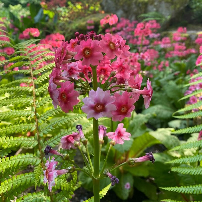 Primula Pulverulenta