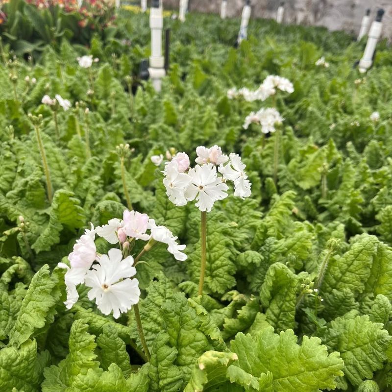 Primula Sieboldii