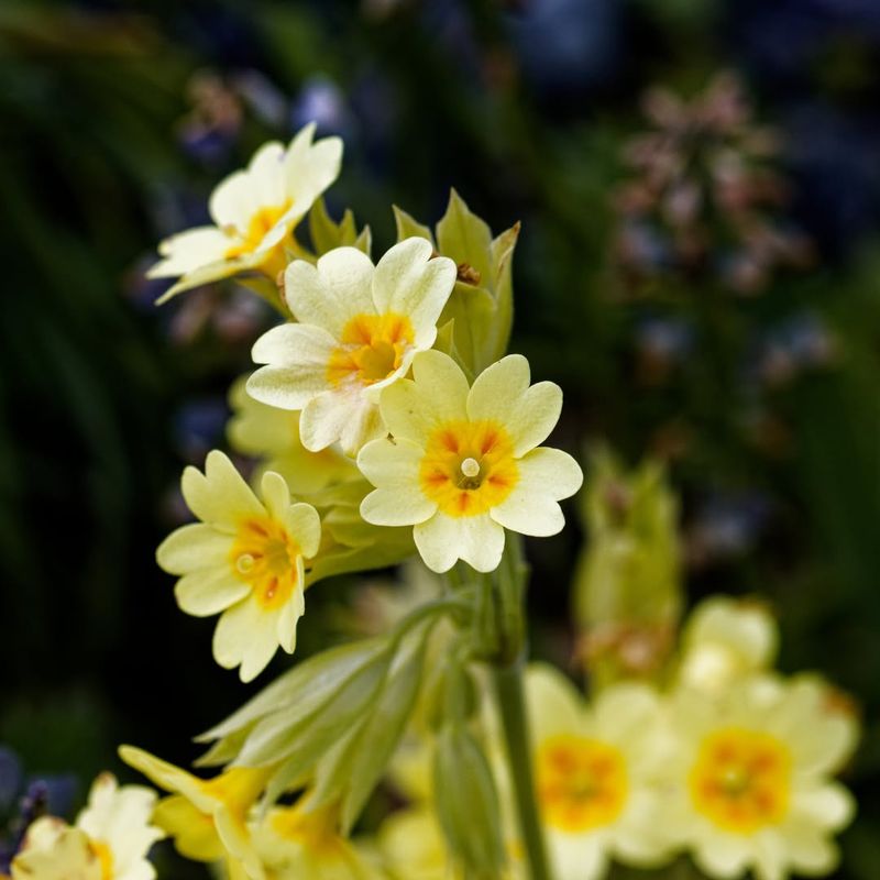 Primula Veris