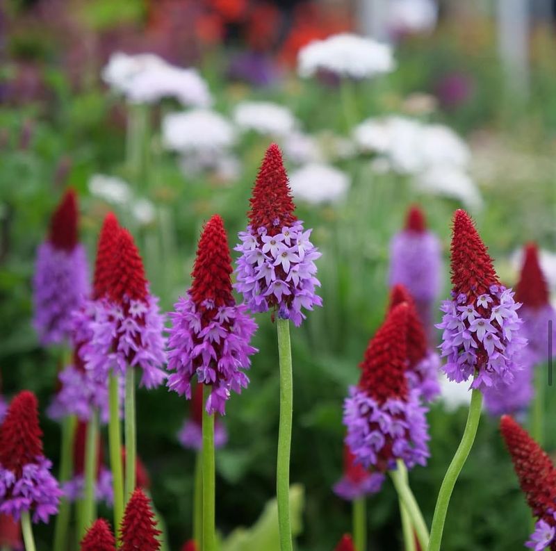 Primula Vialii