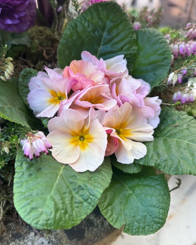 Primula Vulgaris