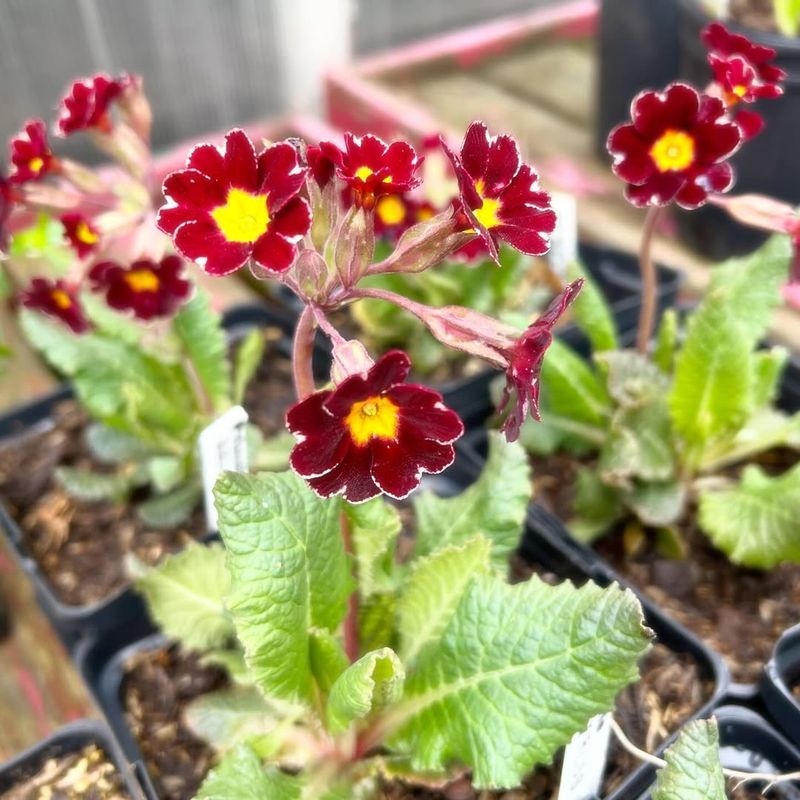 Silver-laced Primrose