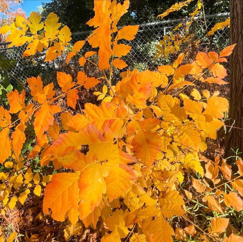 Golden Rain Tree (Koelreuteria paniculata)