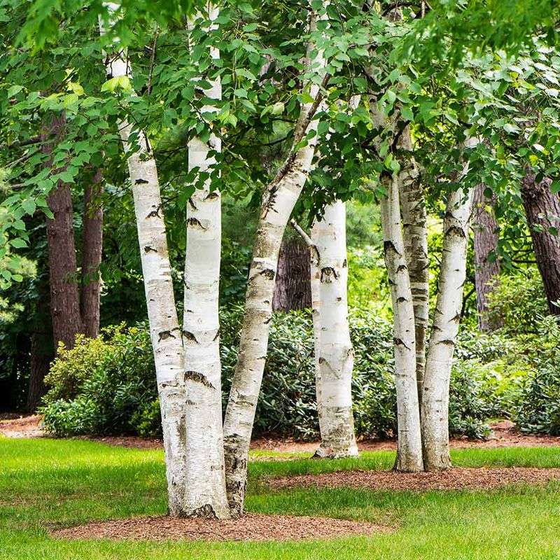 Birch Trees